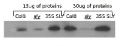 GID2 | F-BOX protein GID2 (SLEEPY 1) 